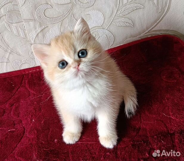 Девочка ny12, золотая шиншилла