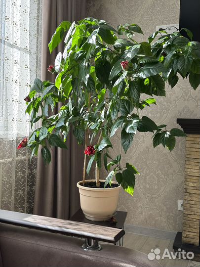 Гибискус китайская роза