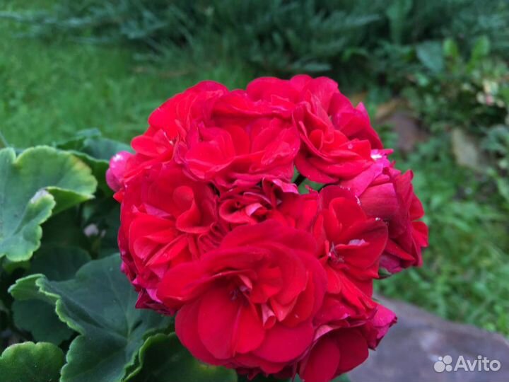 Пеларгония герань