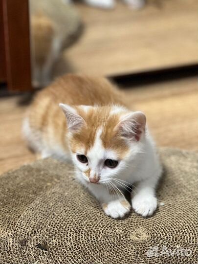 Котенок мальчик