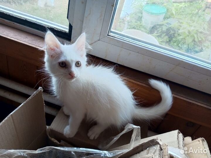 Отдам котят