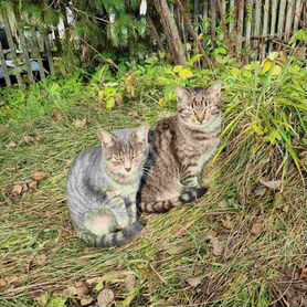 Котята в добрые руки бесплатно