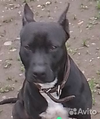 Щенки питбуля, остались девочки