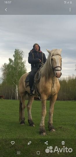 Продажа лошадь жеребец