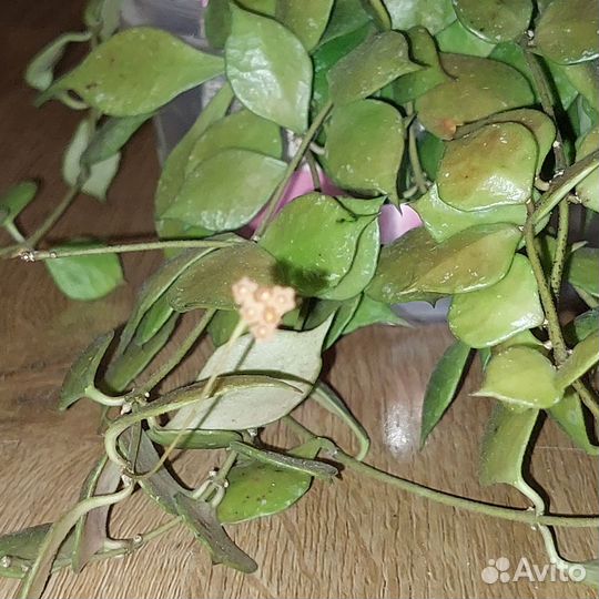 Хойя hoya