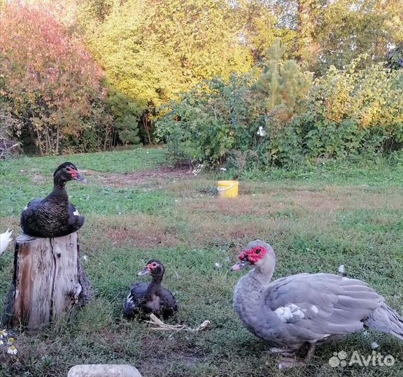 Домашние куриные яйца. И утиные
