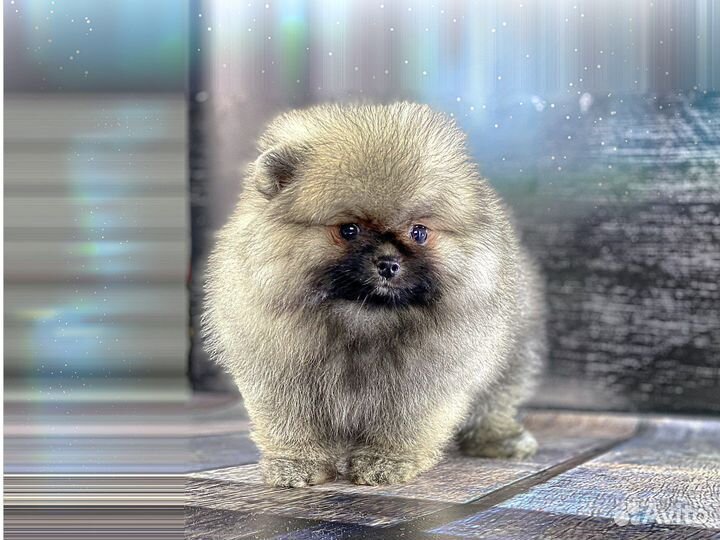 Шпиц