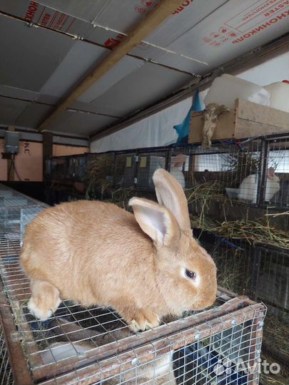 Кролики мясных пород, мясо кролика