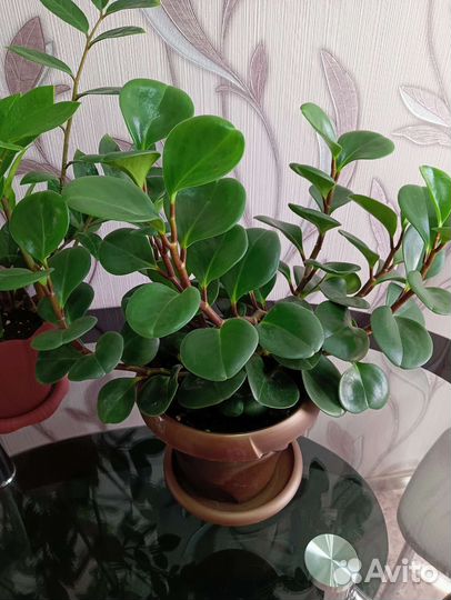 Цветы для дома и офиса