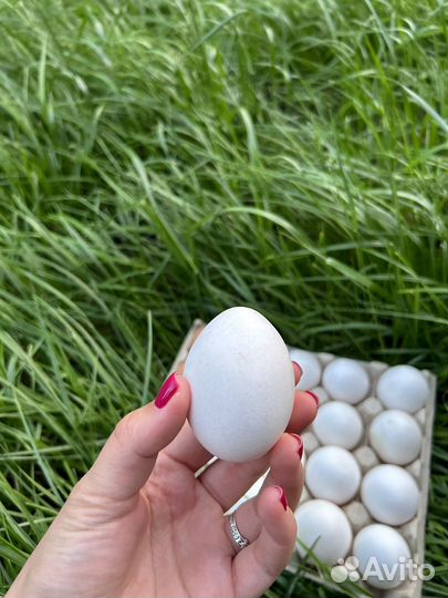 Домашние куриные яйца