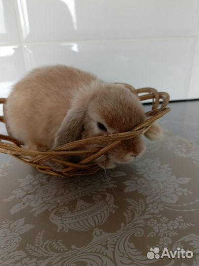 Карликовый кролик рексобарашек
