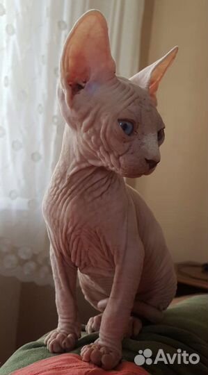 Канадский сфинкс котенок