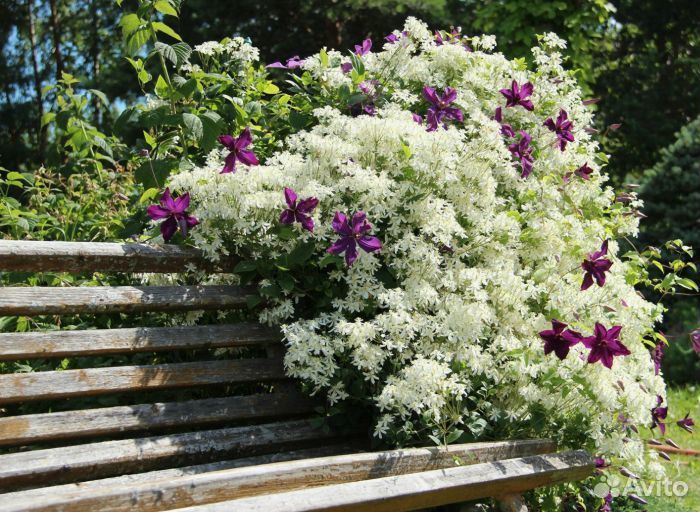 Клематис маньчжурский