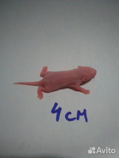 Голыши, мыши кормовые