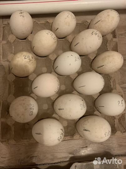 Инкубационные гусиные яйца