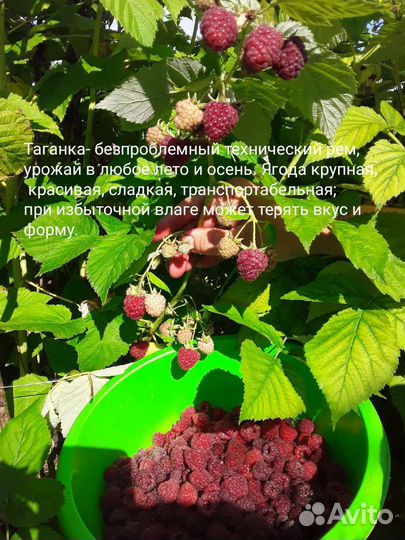 Малина разные сорта