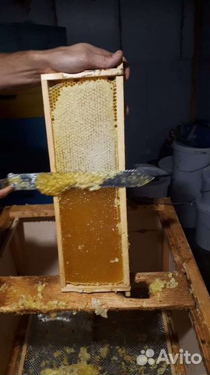 Мед,мёд подсолнечник