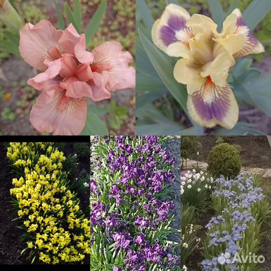 Цветы ирисы и хосты