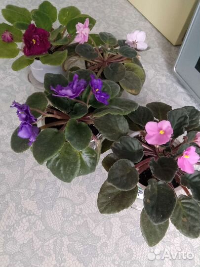 Фиалки сортовые