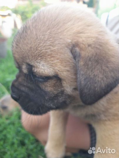 Щенки метисы мопса