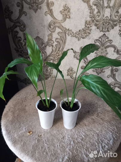 Спатифиллум-женское счастье, Денежное дерево