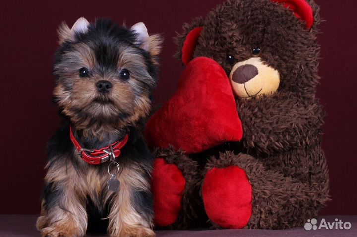 Йоркширский терьер щенки мальчики