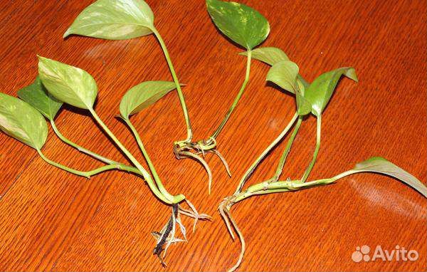 Сциндапсус золотистый