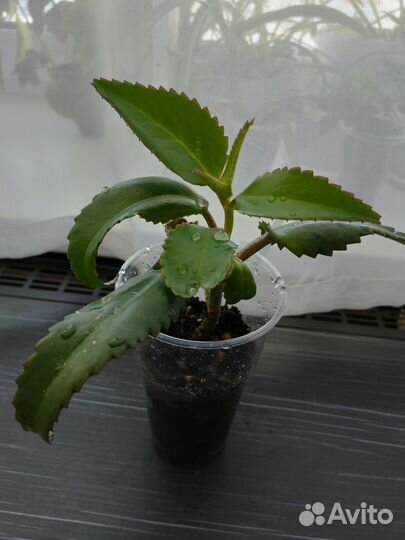 Каланхоэ лечебное