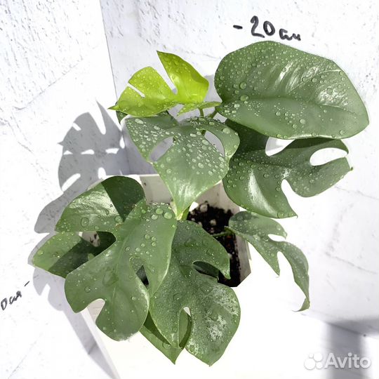 Рафидофора