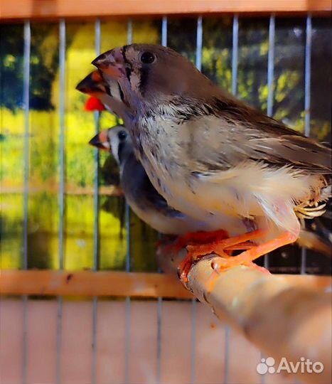 Зебровые амадины