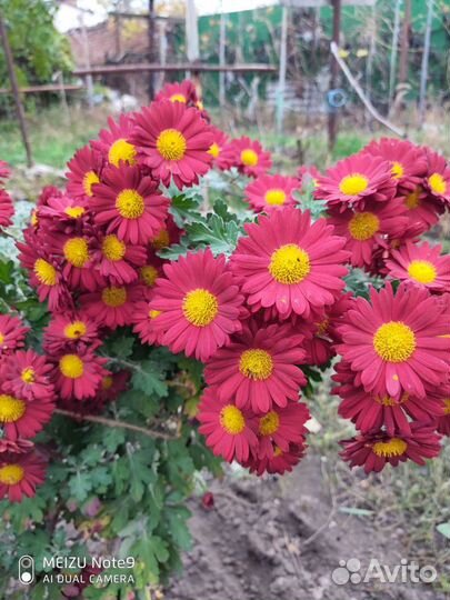 Хризантемы кусты