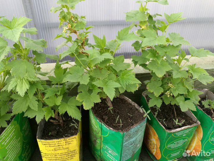 Саженцы ч/смородины, крыжовника