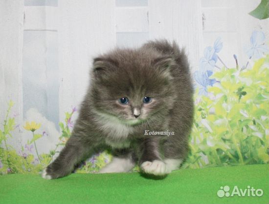 Сибирский котик