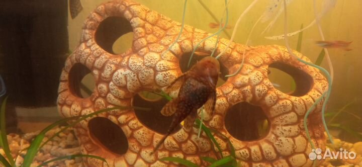 Аквариум75литров+рыбки