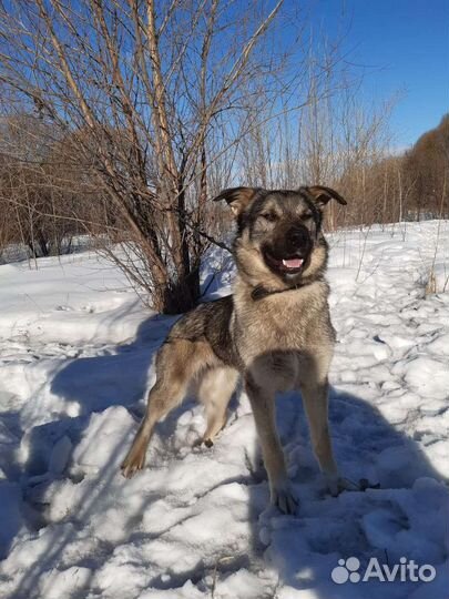 Собака в добрые руки отдам бесплатно