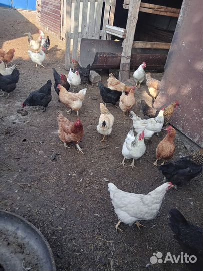 Куры несушки домашние