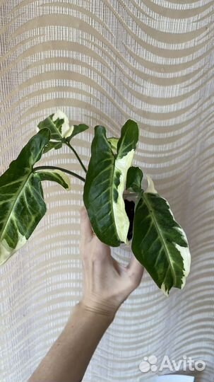 Сингониум т25