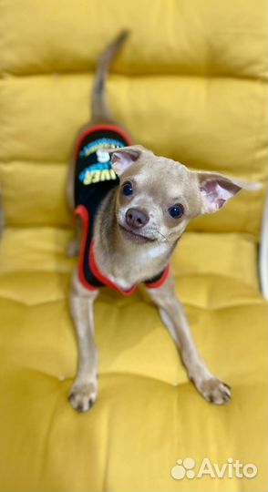 Вязка кобель чихуахуа