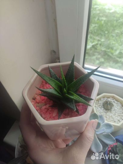 Хавортия вариегатная