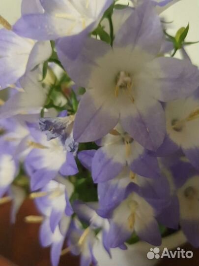 Кампанула Alba (невеста, ретро-сорт)