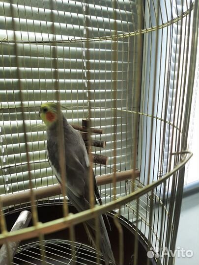 Корелла птенец