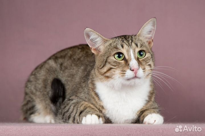 Котик ищет дом