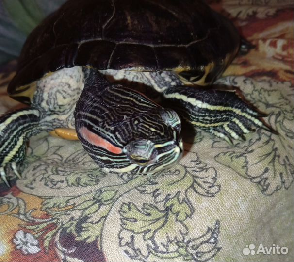 Отдаю черепаху