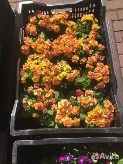 Примула Беларина