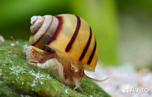 Улитки Спикси