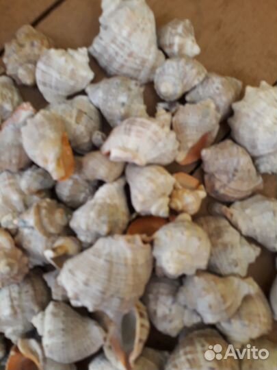 Морские ракушки раковины