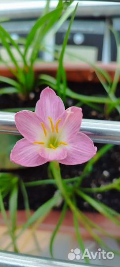 Зефирантес, ландыши, герань