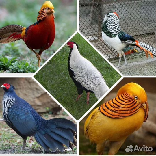 Фазаны разных пород