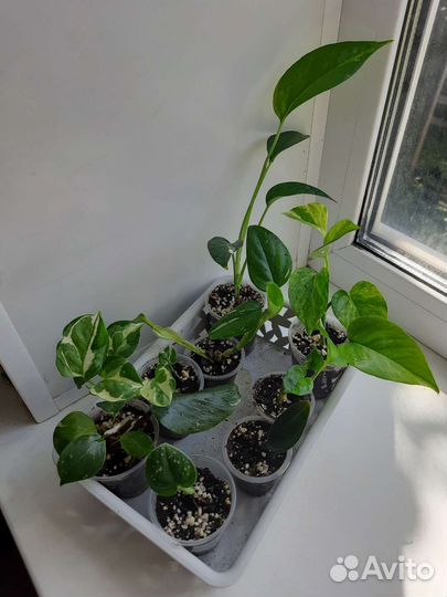 Набор сциндапсусов и филодендронов