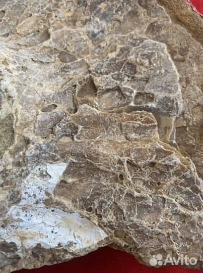 Окаменелость